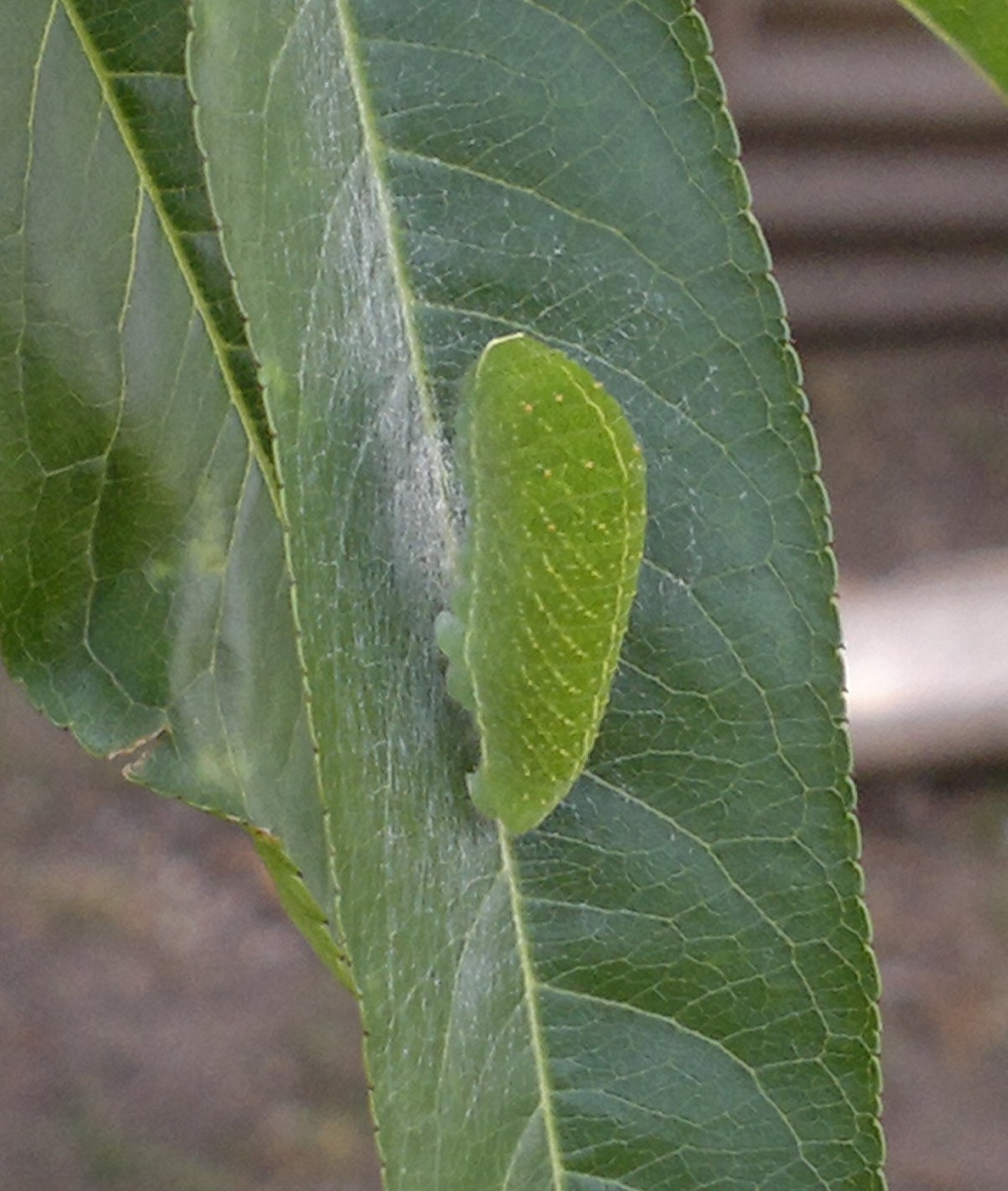 Bruco da identificare (Iphiclides podalirius )